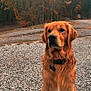 golden_retriever, dog, pet, animal, outdoor, autumn, fall, leaves, trees, gravel, nature, fur, collar, sitting, portrait, canine, mammal, forest, scenery, season