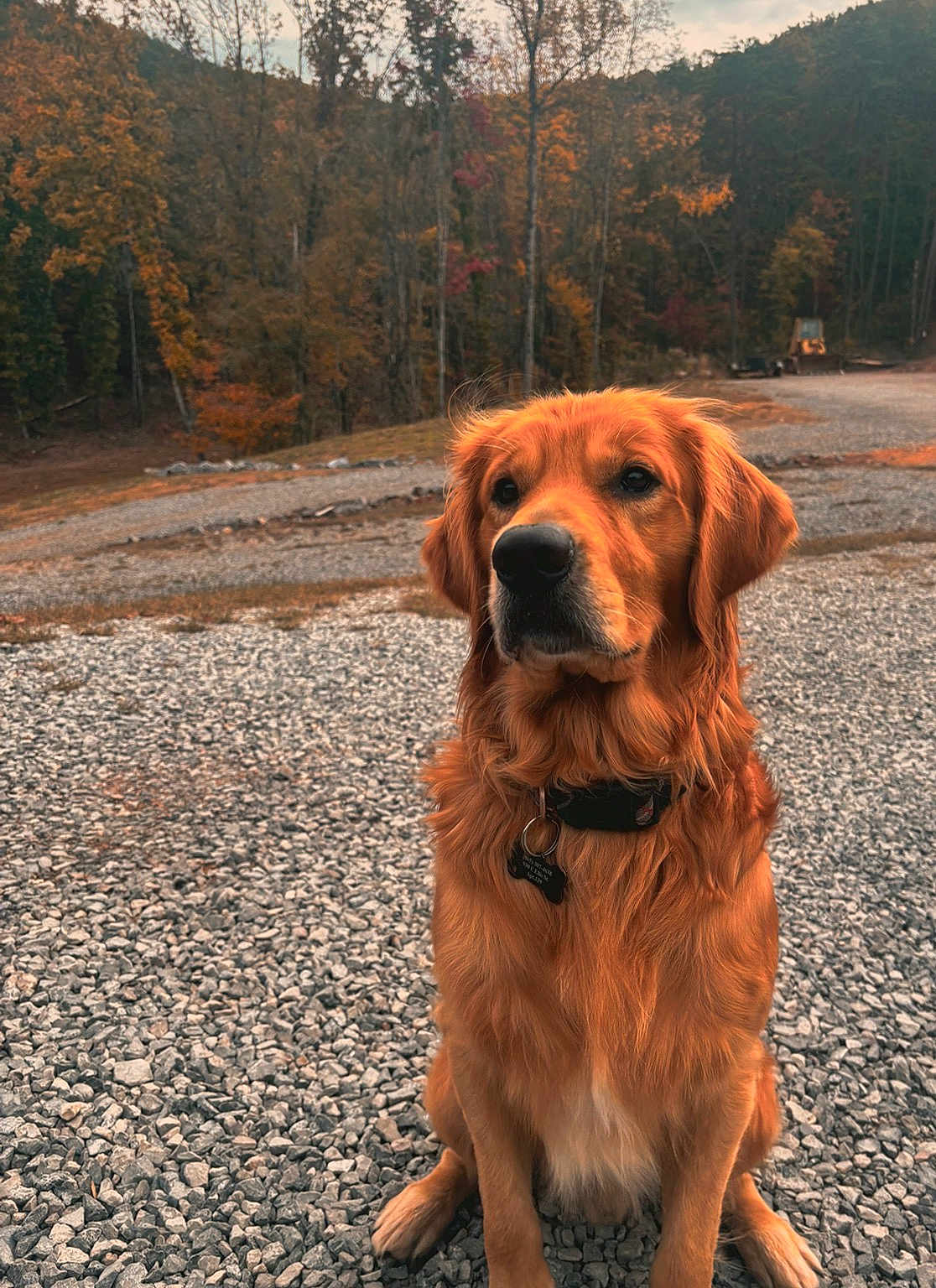 Max is registered to the contest to win money with this photo: golden_retriever, dog, pet, animal, outdoor, autumn, fall, leaves, trees, gravel, nature, fur, collar, sitting, portrait, canine, mammal, forest, scenery, season