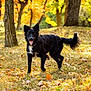 dog, black_dog, outdoor, autumn, fall, leaves, trees, forest, nature, grass, sunlight, pet, canine, happy, animal, playful, walking, seasonal, park, daylight