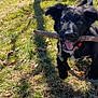 Scout joined the competition — help win amazing prizes! dog, puppy, black_dog, stick, grass, outdoor, sunlight, happy, playful, collar, leash, tongue_out, pet, nature, daylight, animal, mammal, young_dog, running, shadow