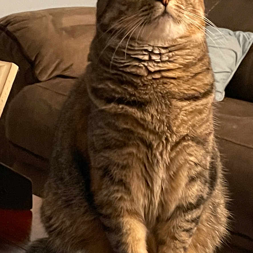 Giulietta joined the competition — help win amazing prizes! animal, cat, closeup, couch, curious, domestic_animal, ears, feline, fur, home, indoor, living_room, pet, pillow, portrait, sitting, tabby, table, whiskers, wood