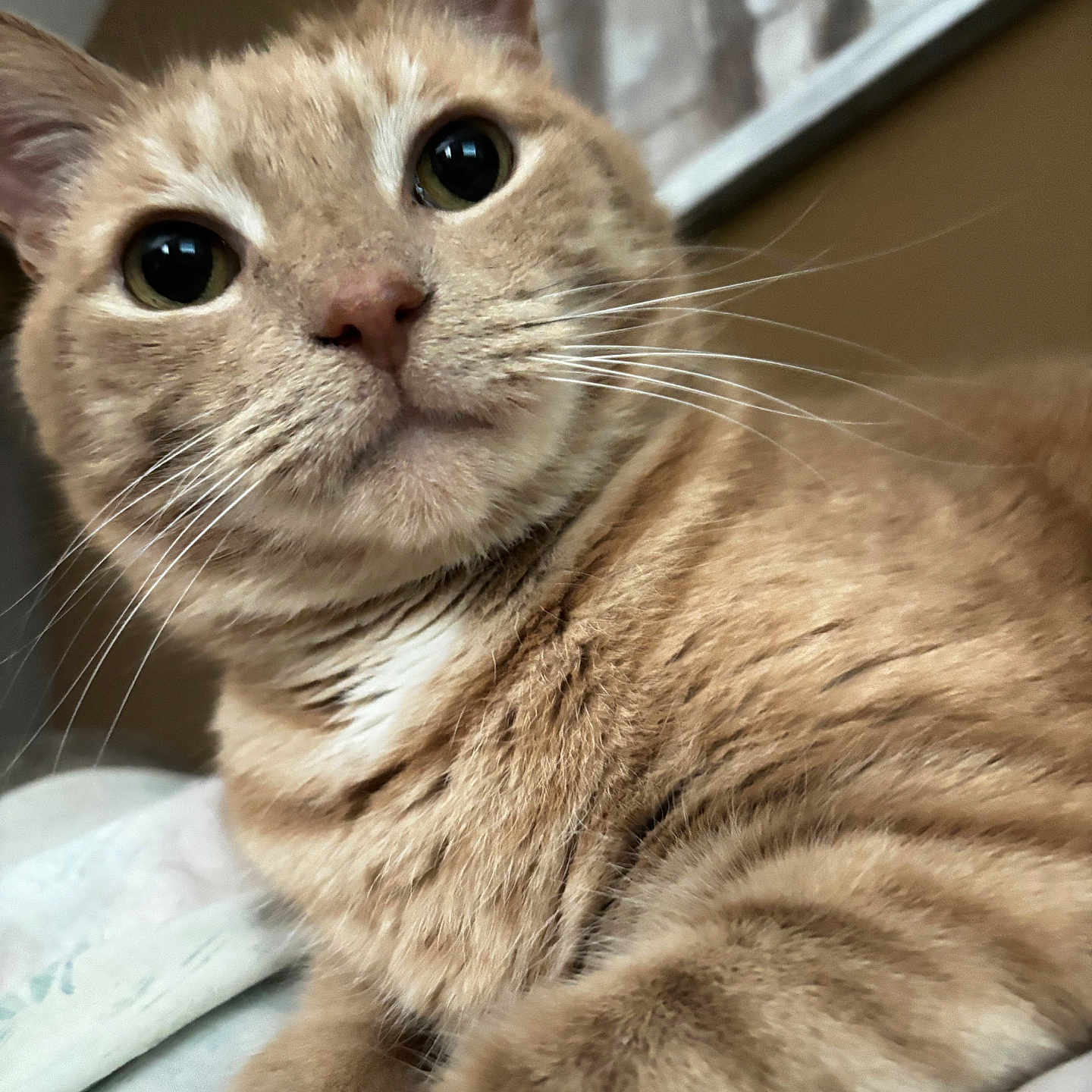 Gianluigi