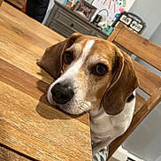 Bigby is registered to the contest to win money with this photo: animal, beagle, brown_and_white, chair, cute, dog, domestic, ears, eyes, face, fur, home_interior, indoor, looking, pet, photograph, portrait, resting, table, wooden_table