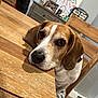 animal, beagle, brown_and_white, chair, cute, dog, domestic, ears, eyes, face, fur, home_interior, indoor, looking, pet, photograph, portrait, resting, table, wooden_table