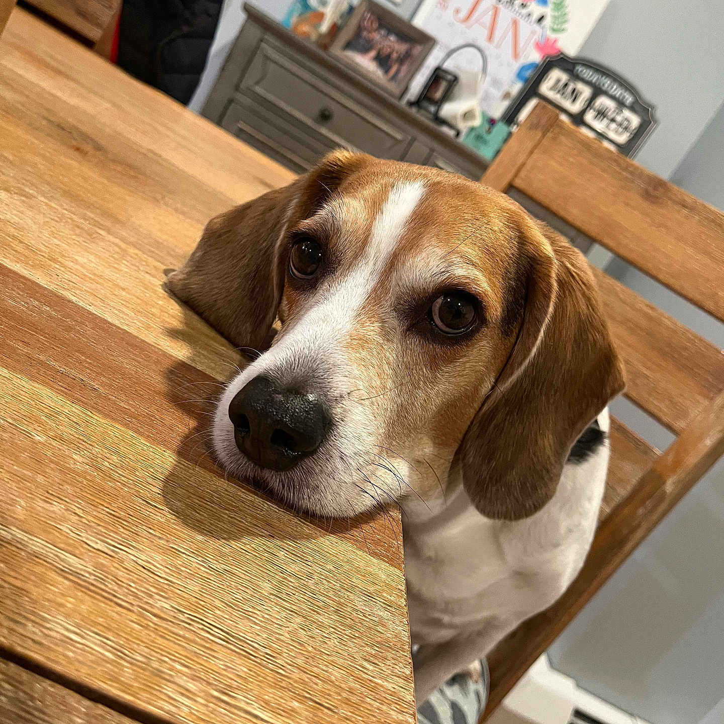 Bigby is registered to the contest to win money with this photo: animal, beagle, brown_and_white, chair, cute, dog, domestic, ears, eyes, face, fur, home_interior, indoor, looking, pet, photograph, portrait, resting, table, wooden_table