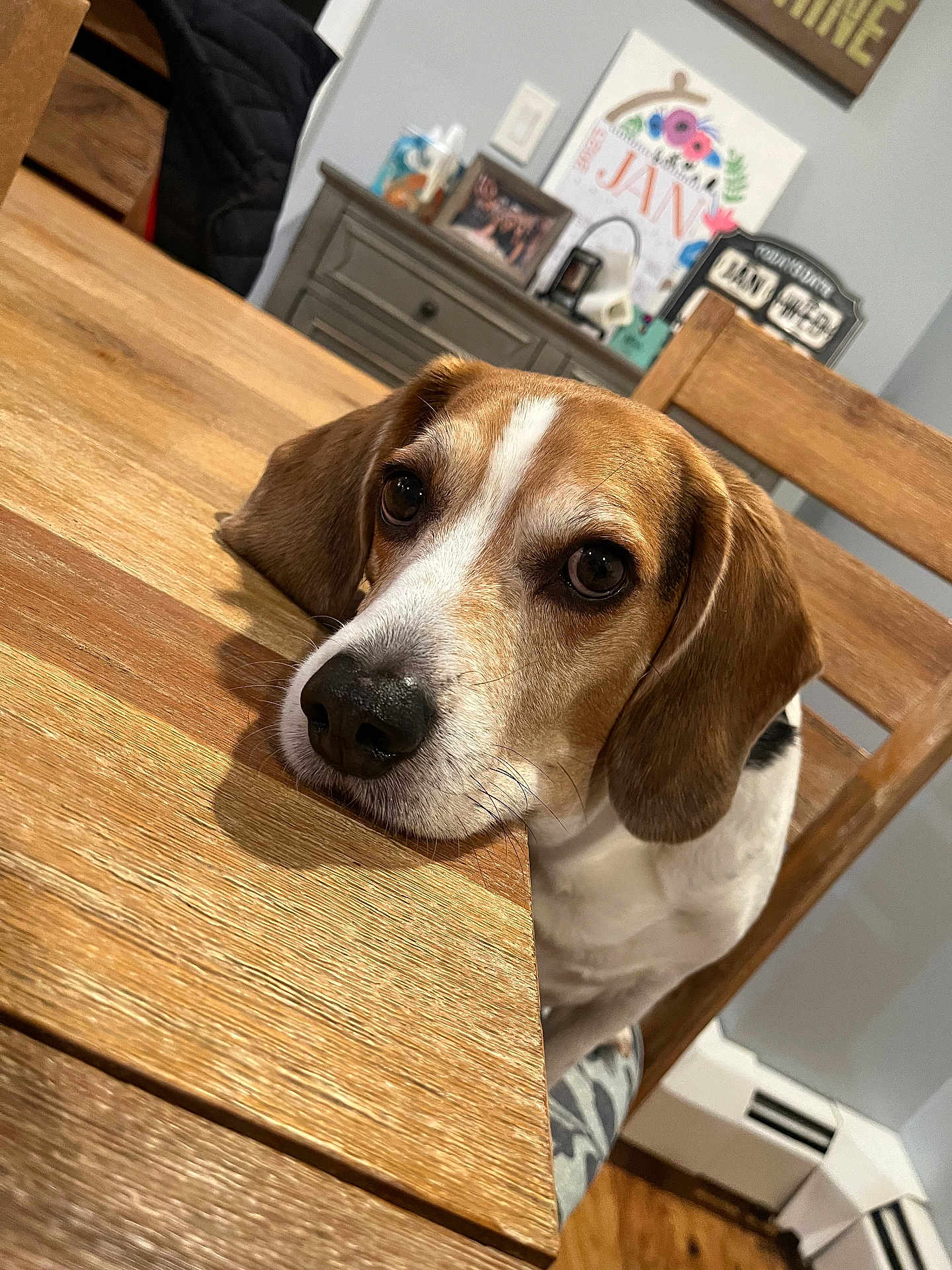 Bigby is registered to the contest to win money with this photo: animal, beagle, brown_and_white, chair, cute, dog, domestic, ears, eyes, face, fur, home_interior, indoor, looking, pet, photograph, portrait, resting, table, wooden_table