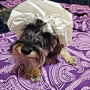 Scooby is registered to the contest to win money with this photo: dog, shower_cap, bedspread, purple, pattern, pet, fur, curious, indoors, animal, cute, small_dog, lying_down, bed, whiskers, black_and_white, furry, looking_up, playful, domestic