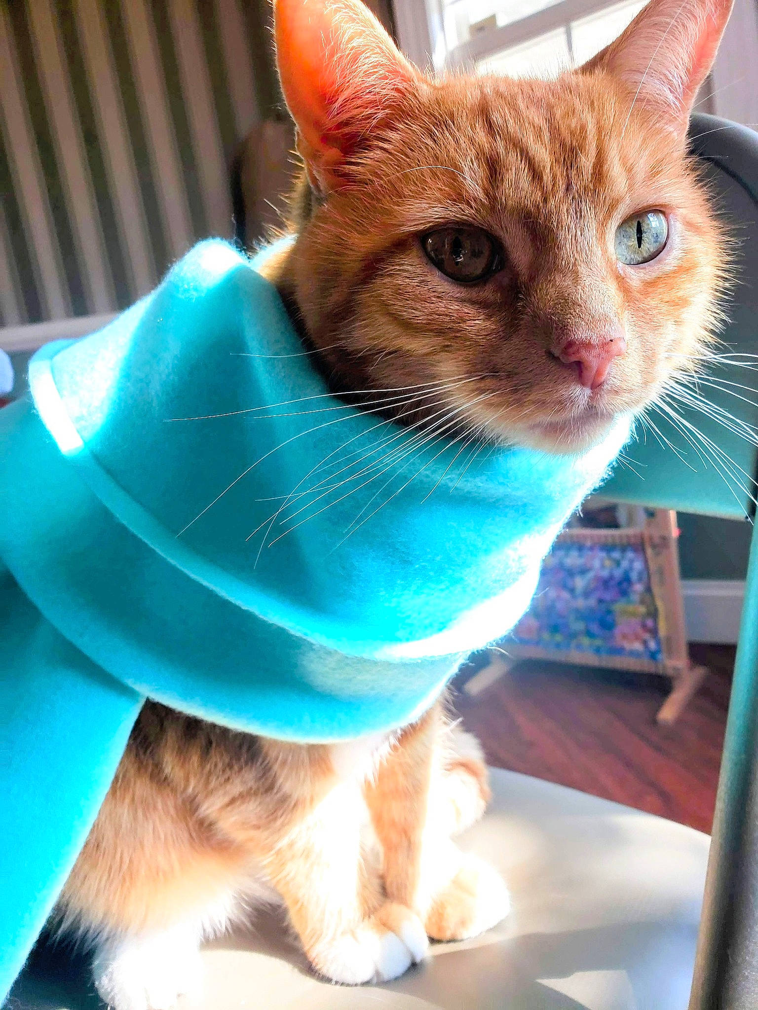 Gnocchi is registered to the contest to win money with this photo: carnivore, cat, cat_supply, chair, domestic_short_haired_cat, electric_blue, fawn, felidae, fur, iris, paw, pet_supply, sitting, small_to_medium_sized_cats, snout, tail, whiskers