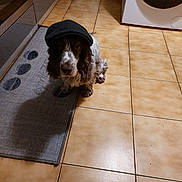 Fino a rejoint le concours — aidez-le/la à gagner de superbes lots ! appliance, brown_and_white, cocker_spaniel, dog, flat_cap, floppy_ears, funny, fur, hat, indoor, kitchen, long_ears, mat, paw_prints, pet, portrait, sitting, spaniel, tile_floor, washing_machine
