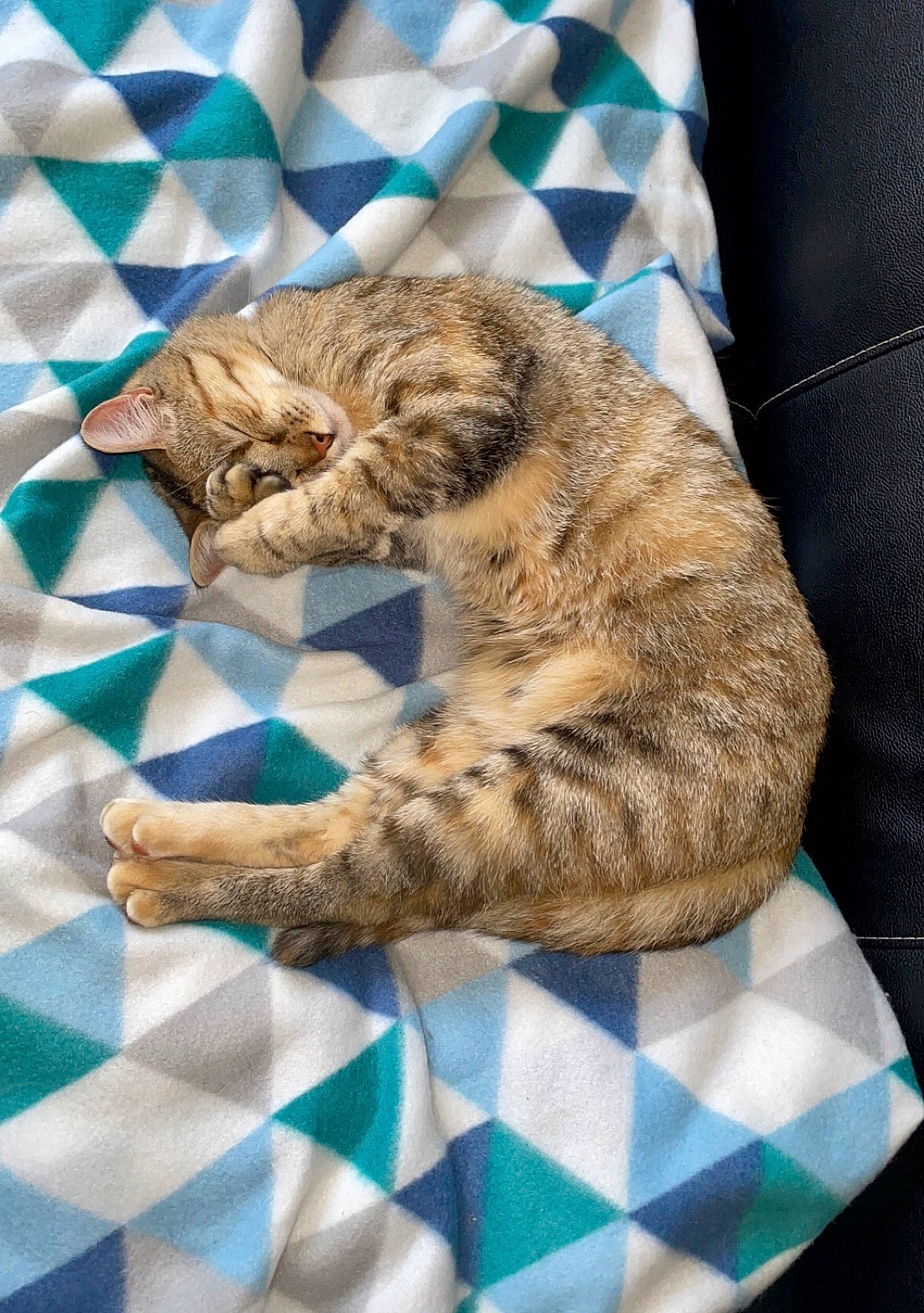 Lisy participe au concours pour gagner de l'argent avec cette photo : blue, carnivore, cat, claw, comfort, domestic_short_haired_cat, fawn, felidae, fur, linens, nap, pattern, paw, sleep, small_to_medium_sized_cats, tail, terrestrial_animal, textile, whiskers, wildlife