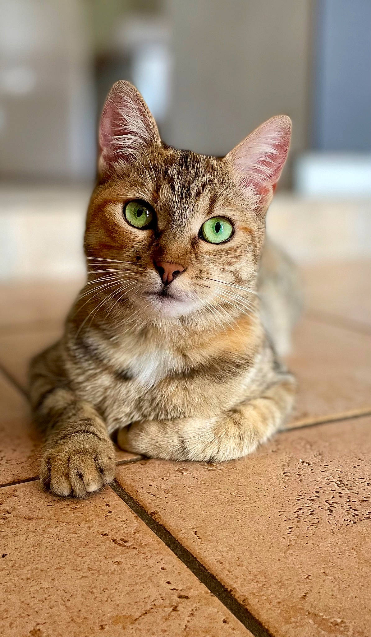 Lisy a rejoint le concours — aidez-le/la à gagner de superbes lots ! carnivore, cat, claw, domestic_short_haired_cat, fawn, felidae, fur, paw, sitting, small_to_medium_sized_cats, snout, soil, tail, terrestrial_animal, whiskers, wildlife