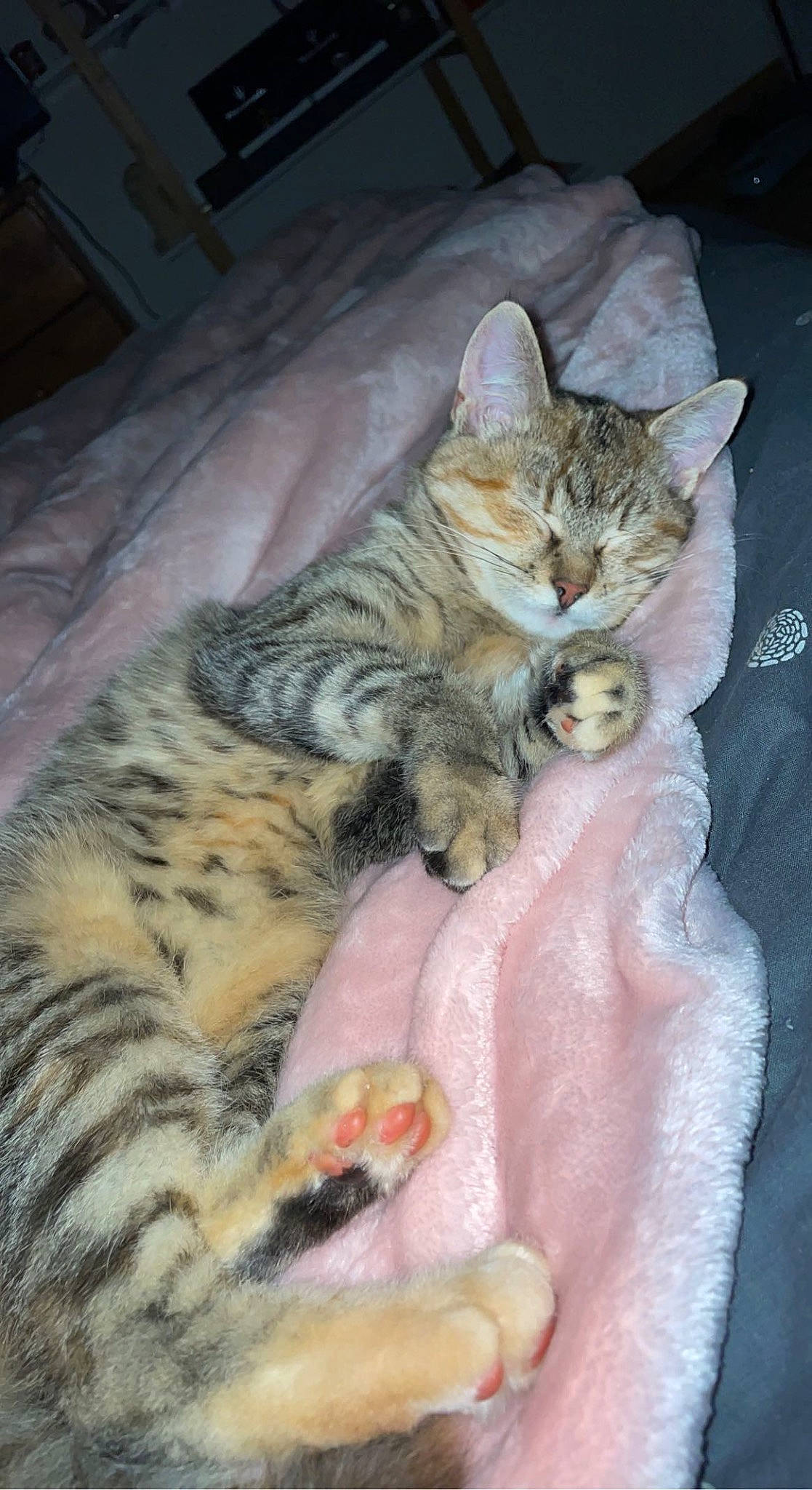 Lisy participe au concours pour gagner de l'argent avec cette photo : carnivore, cat, claw, comfort, domestic_short_haired_cat, fawn, felidae, foot, fur, nap, paw, sleep, small_to_medium_sized_cats, snout, tail, terrestrial_animal, whiskers