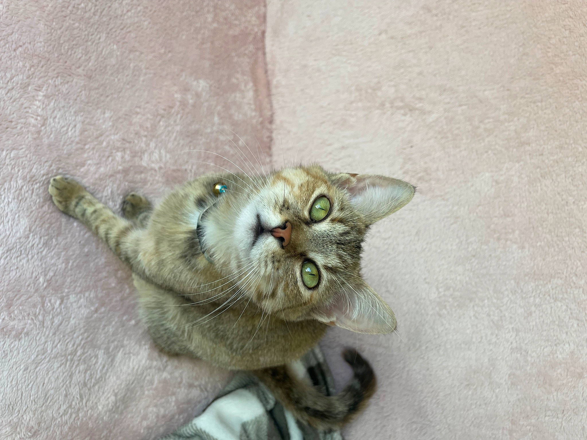 Lisy a rejoint le concours — aidez-le/la à gagner de superbes lots ! carnivore, cat, claw, domestic_short_haired_cat, fang, felidae, fur, paw, small_to_medium_sized_cats, snout, tail, terrestrial_animal, whiskers, wildlife