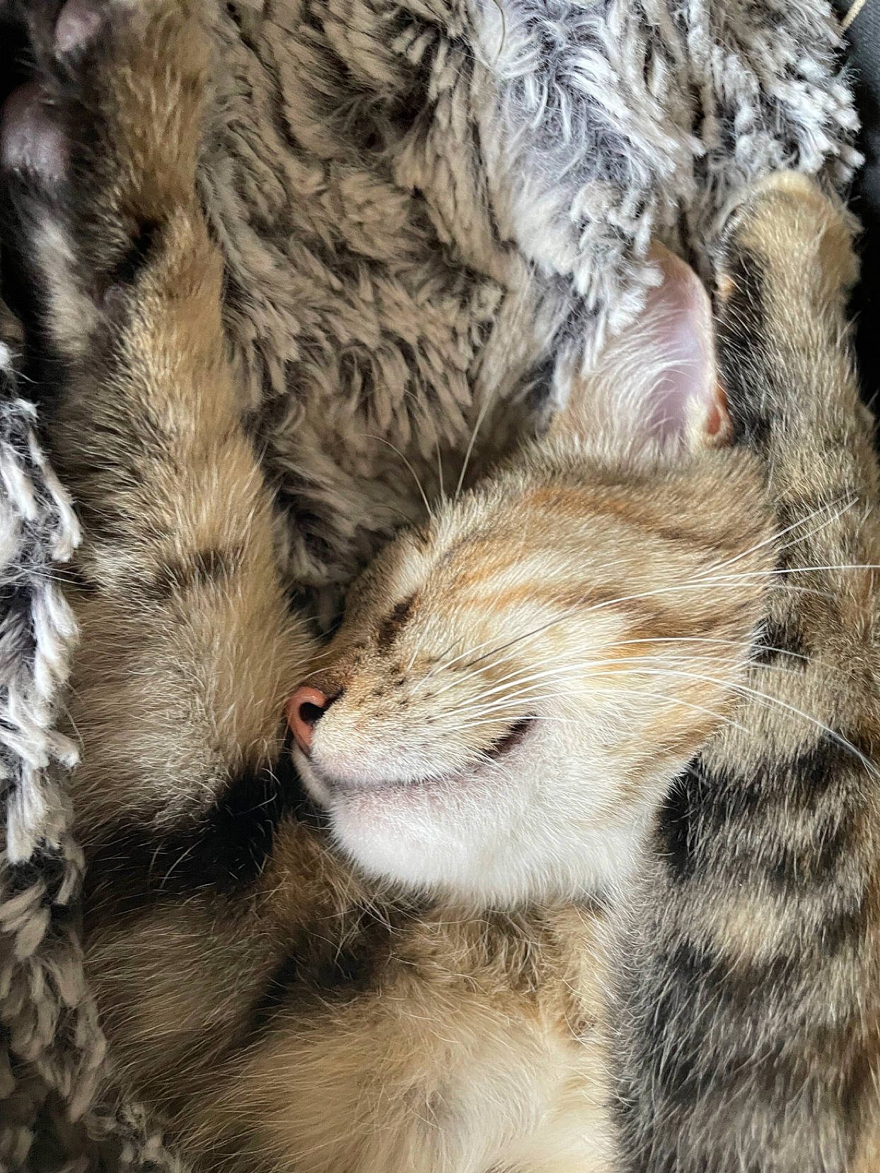 Lisy a rejoint le concours — aidez-le/la à gagner de superbes lots ! big_cats, carnivore, cat, claw, close_up, domestic_short_haired_cat, felidae, fur, mammal, nap, natural_material, paw, sleep, small_to_medium_sized_cats, snout, tail, terrestrial_animal, whiskers, wildlife