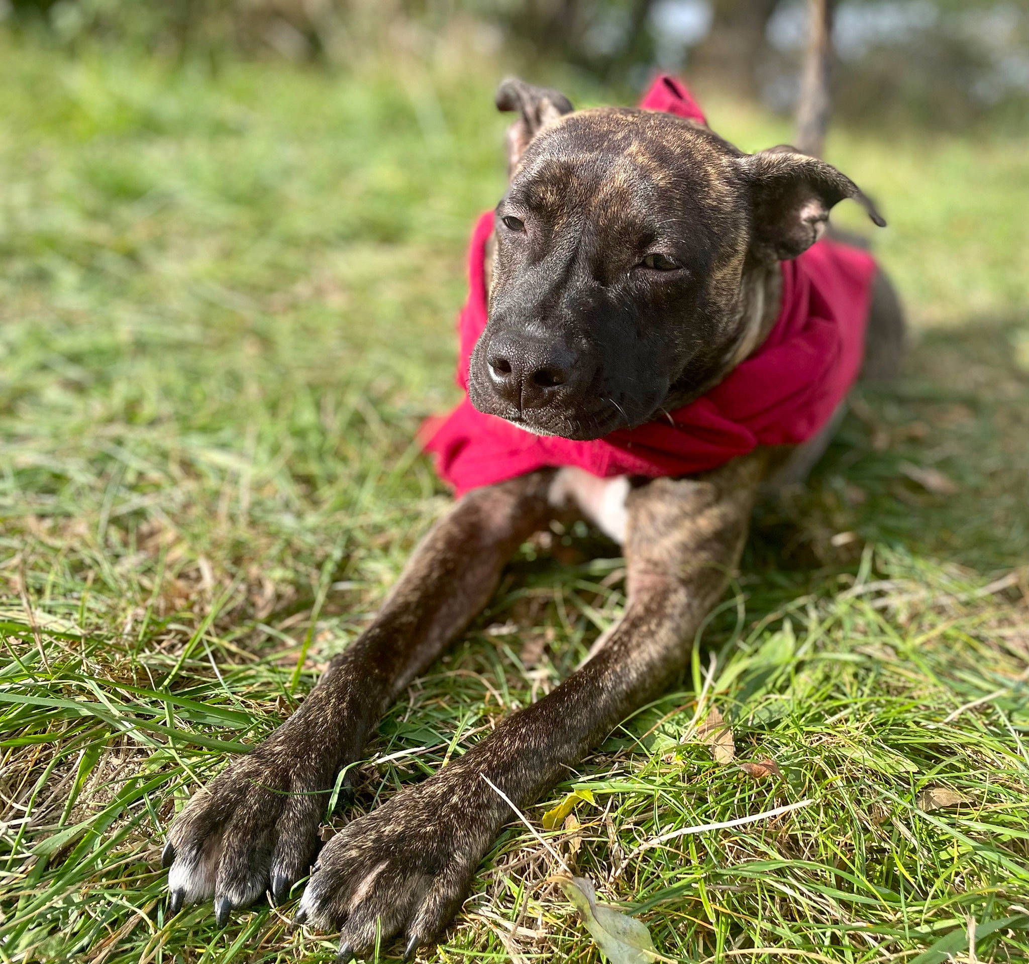 Chica participe au concours pour gagner de l'argent avec cette photo : canidae, carnivore, collar, companion_dog, dog, dog_breed, dog_collar, fawn, grass, grassland, liver, plant, pointing_breed, snout, soil, sporting_group, tail, terrestrial_animal, working_animal, working_dog