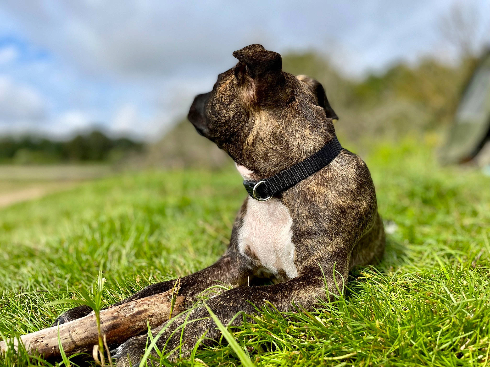 Chica a rejoint le concours — aidez-le/la à gagner de superbes lots ! art, canidae, carnivore, cloud, companion_dog, dog, dog_breed, fawn, grass, grassland, landscape, sky, snout, sporting_group, tail, terrestrial_animal, terrier, trunk, wood, working_animal