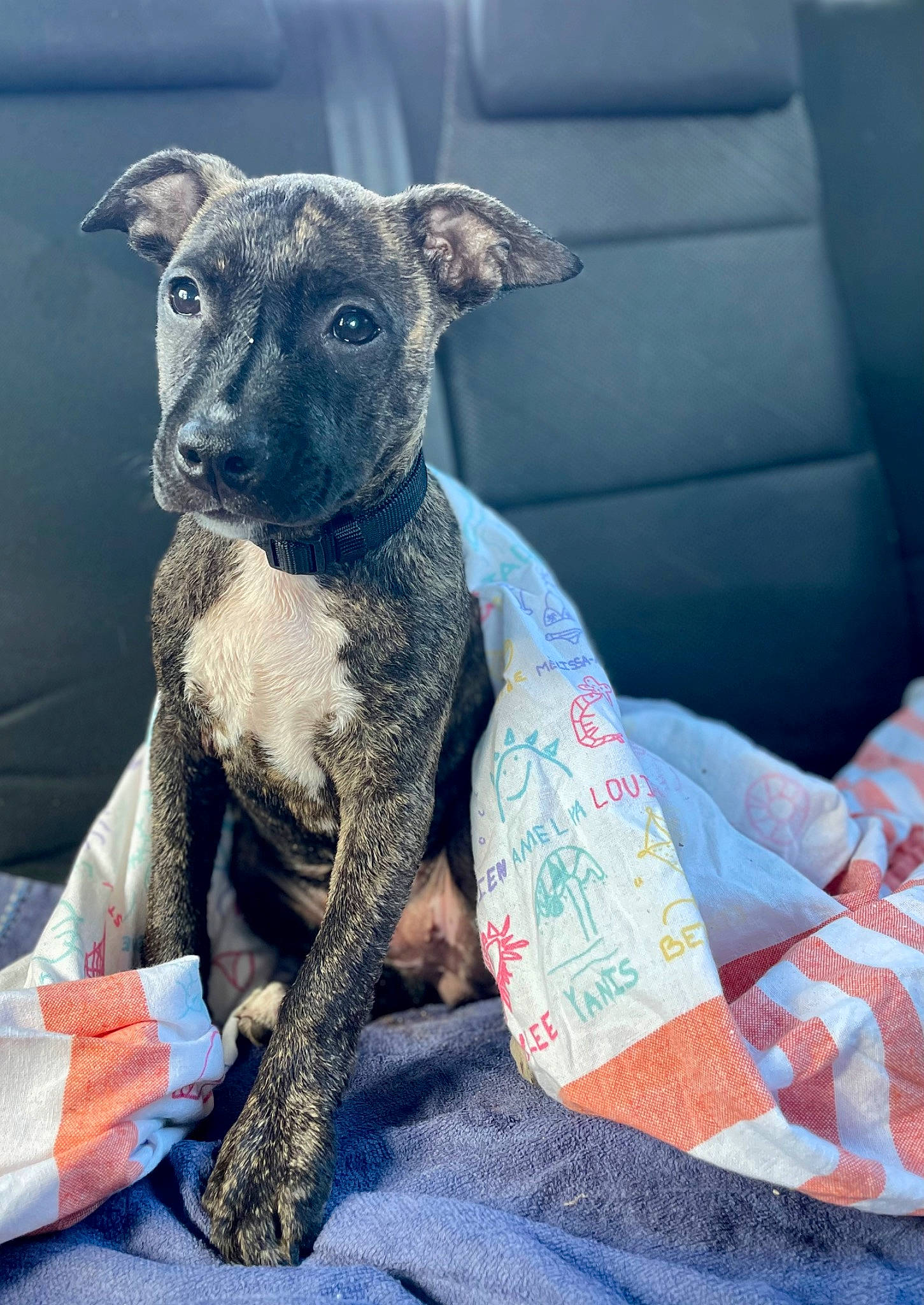 Chica participe au concours pour gagner de l'argent avec cette photo : canidae, carnivore, collar, comfort, companion_dog, dog, dog_breed, dog_supply, eye, fawn, fur, grey, head, pet_supply, snout, sporting_group, terrestrial_animal, toy_dog, whiskers, working_animal