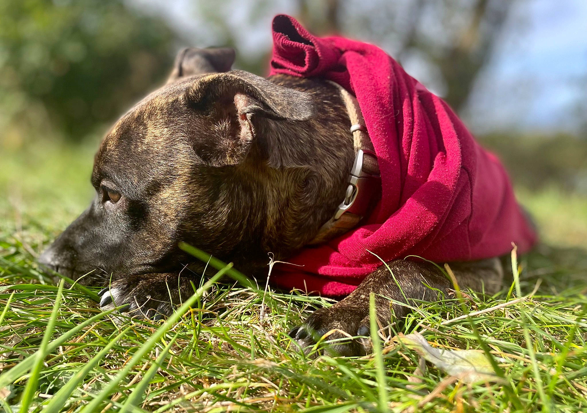 Chica participe au concours pour gagner de l'argent avec cette photo : adventure, canidae, canis, carnivore, collar, companion_dog, dog, dog_breed, dog_collar, dog_supply, fawn, grass, gun_dog, liver, plant, pointing_breed, snout, sporting_group, terrestrial_animal, working_animal