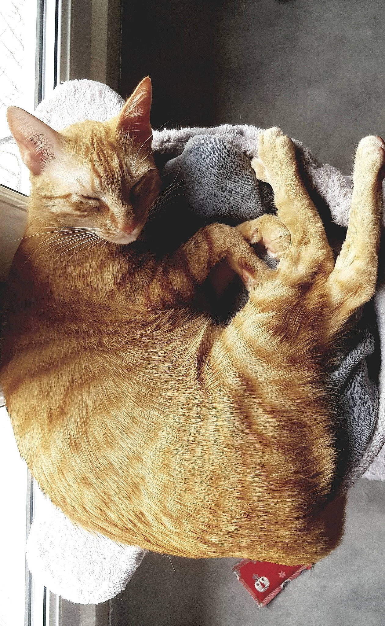 Maxou participe au concours pour gagner de l'argent avec cette photo : carnivore, cat, cat_supply, claw, comfort, domestic_short_haired_cat, fawn, felidae, foot, fur, gesture, mammal, nap, paw, small_to_medium_sized_cats, snout, tail, vertebrate, whiskers, wood