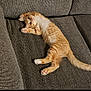 animal, cat, couch, cute, feline, fur, home, indoor, kitten, orange_tabby, paws, pet, playful, relaxed, resting, stretching, tail, texture, whiskers, young