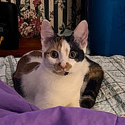Luna is registered to the contest to win money with this photo: animal, bed, blanket, blue_bin, calico_cat, cat, cozy, curious, domestic_animal, feline, floral_wallpaper, furniture, indoor, patterned, pet, purple_blanket, resting, room, sitting, striped_wallpaper
