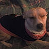 Marley joined the competition — help win amazing prizes!