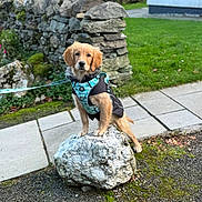 Sam joined the competition — help win amazing prizes! dog, puppy, golden_retriever, harness, rock, stone_wall, grass, sidewalk, outdoor, pet, leash, young_dog, canine, nature, moss, pathway, fur, animal, cute, posing