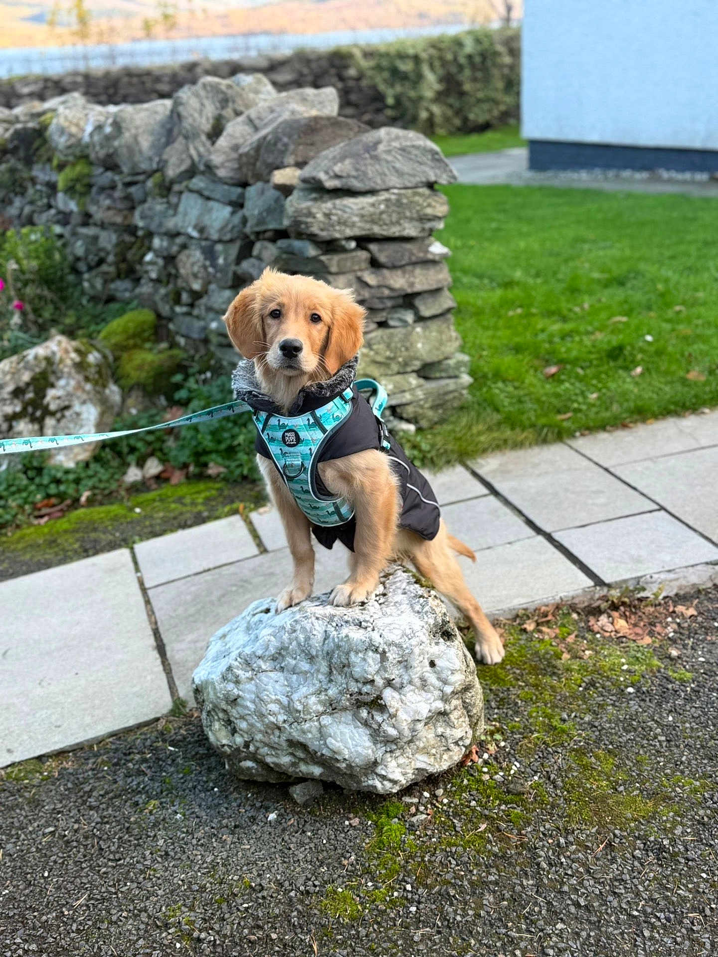 Sam joined the competition — help win amazing prizes! dog, puppy, golden_retriever, harness, rock, stone_wall, grass, sidewalk, outdoor, pet, leash, young_dog, canine, nature, moss, pathway, fur, animal, cute, posing