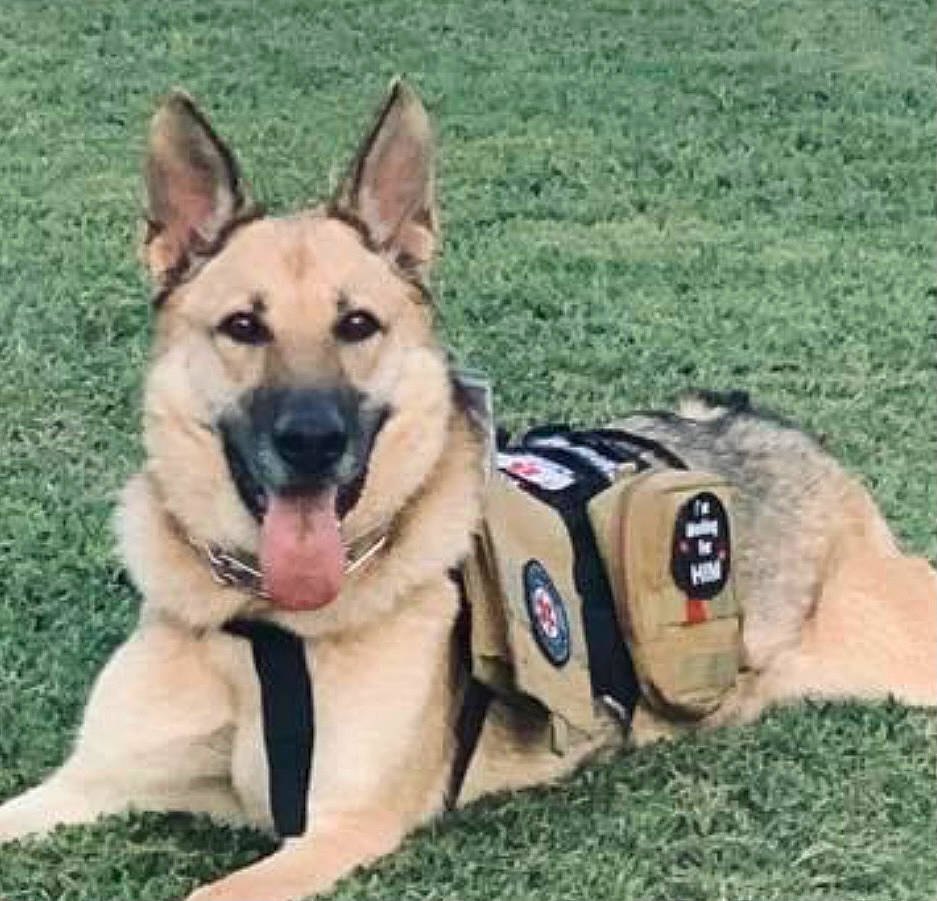 Lucy is registered to the contest to win money with this photo: ancient_dog_breeds, belgian_shepherd_malinois, carnivore, companion_dog, dog, dog_breed, dog_supply, east_european_shepherd, german_shepherd_dog, grass, guard_dog, herding_dog, king_shepherd, non_sporting_group, sporting_group, terrestrial_animal, working_animal, working_dog