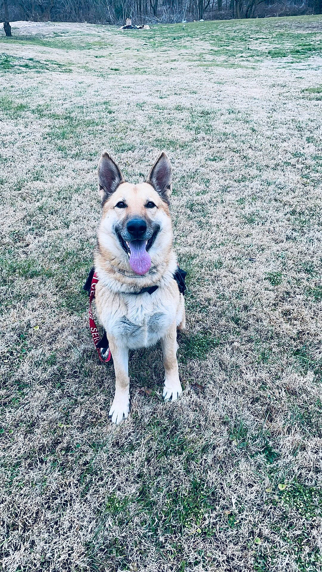 Lucy is registered to the contest to win money with this photo: canidae, carnivore, collar, companion_dog, dog, dog_breed, fawn, grass, happy, non_sporting_group, plant, sky, snout, soil, sporting_group, tail, tree, water, working_animal, working_dog
