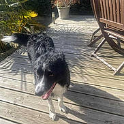 Laïka a rejoint le concours — aidez-le/la à gagner de superbes lots ! dog, black_and_white, outdoor, wooden_deck, sunlight, shadow, plant, potted_plant, happy, pet, animal, fur, tongue_out, chair, wood, nature, daylight, playful, canine, domestic_animal