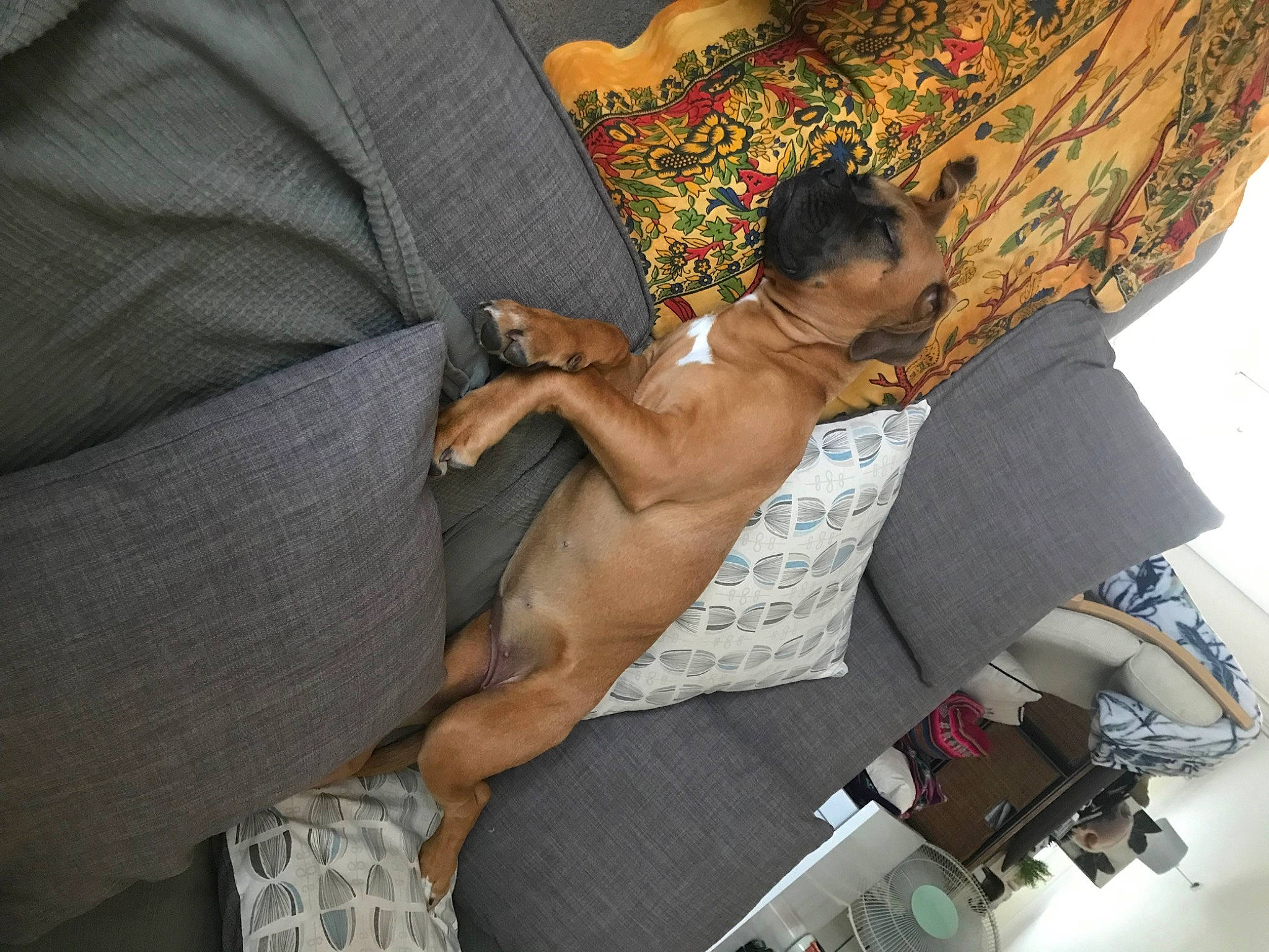 Maggie joined the competition — help win amazing prizes! abdomen, barechested, comfort, couch, elbow, eyewear, fashion_accessory, human_leg, joint, knee, leg, linens, nail, pattern, shorts, sitting, textile, thigh, trunk, wrist