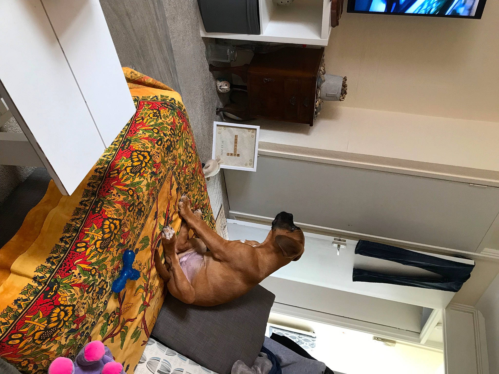 Maggie joined the competition — help win amazing prizes! art, artist, balloon, cabinetry, ceiling, comfort, fashion_design, flooring, house, interior_design, kitchen, linens, machine, pattern, room, shelf, shelving, t_shirt, visual_arts, wood