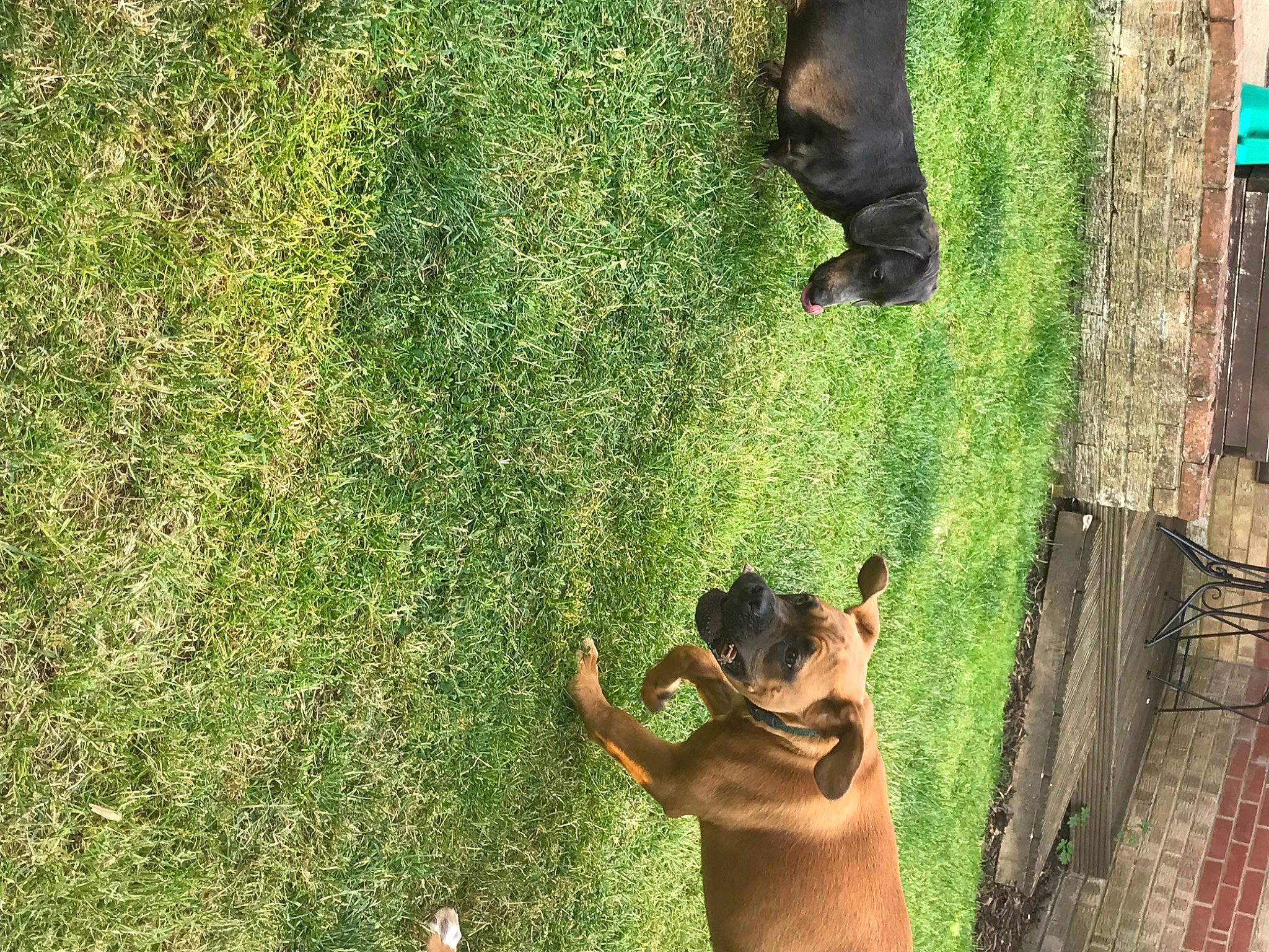 Maggie joined the competition — help win amazing prizes! carnivore, companion_dog, dog, dog_breed, fawn, fun, gesture, grass, green, groundcover, lawn, leisure, people_in_nature, plant, snout, sporting_group, tail, terrestrial_animal, tree, trunk