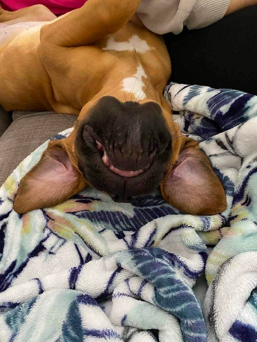 Maggie joined the competition — help win amazing prizes! bed, bed_sheet, bedding, carnivore, comfort, companion_dog, dog, dog_breed, fawn, felidae, fur, human_leg, linens, pattern, small_to_medium_sized_cats, sporting_group, textile, thigh, toy_dog, wrinkle