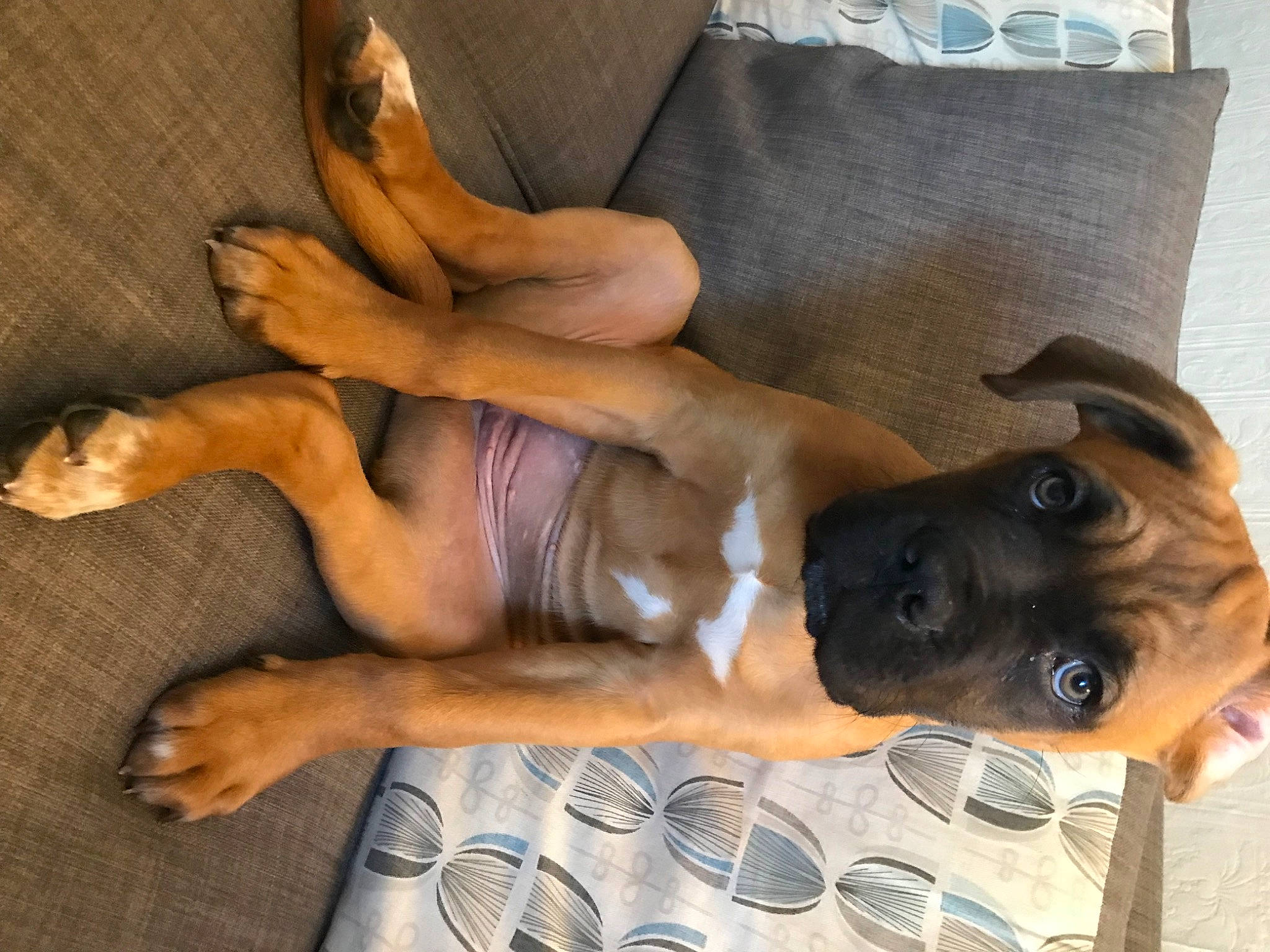 Maggie is registered to the contest to win money with this photo: barechested, canidae, carnivore, chest, comfort, companion_dog, dog, dog_breed, eyewear, fawn, foot, human_leg, paw, snout, sporting_group, sunglasses, tableware, tail, thigh, working_animal