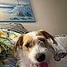 dog, tongue_out, blanket, pillow, butterfly, painting, lighthouse, indoor, pet, cute, fur, face, ears, snout, happy, cozy, home, resting, animal, portrait