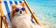 Romy a rejoint le concours — aidez-le/la à gagner de superbes lots ! beach, blue_sky, canine, deck_chair, dog, fluffy, holiday, leisure, ocean, outdoor, palm_tree, pet, relaxing, sand, summer, sunglasses, sunny, sunshine, tropical, vacation