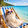 beach, blue_sky, canine, deck_chair, dog, fluffy, holiday, leisure, ocean, outdoor, palm_tree, pet, relaxing, sand, summer, sunglasses, sunny, sunshine, tropical, vacation