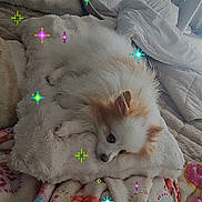 Romy a rejoint le concours — aidez-le/la à gagner de superbes lots ! bed, blanket, colorful, comfort, cozy, cute, decor, dog, fluffy, fur, home, indoor, pillow, relaxing, resting, sleepy, small_dog, soft_texture, star_effects, warm