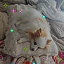 bed, blanket, colorful, comfort, cozy, cute, decor, dog, fluffy, fur, home, indoor, pillow, relaxing, resting, sleepy, small_dog, soft_texture, star_effects, warm