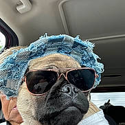 Sadie Mae is registered to the contest to win money with this photo: dog, pug, sunglasses, hat, denim, car, vehicle, person, seatbelt, window, fashion, pet, closeup, animal, portrait, accessory, cool, indoor, casual, transport
