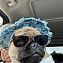 dog, pug, sunglasses, hat, denim, car, vehicle, person, seatbelt, window, fashion, pet, closeup, animal, portrait, accessory, cool, indoor, casual, transport
