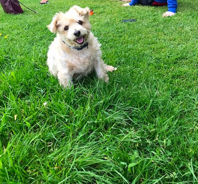 Oscar joined the competition — help win amazing prizes! carnivore, companion_dog, dog, dog_breed, dog_supply, fawn, garden, grass, grass_family, grassland, groundcover, lawn, non_sporting_group, plant, recreation, toy_dog, working_animal, yard