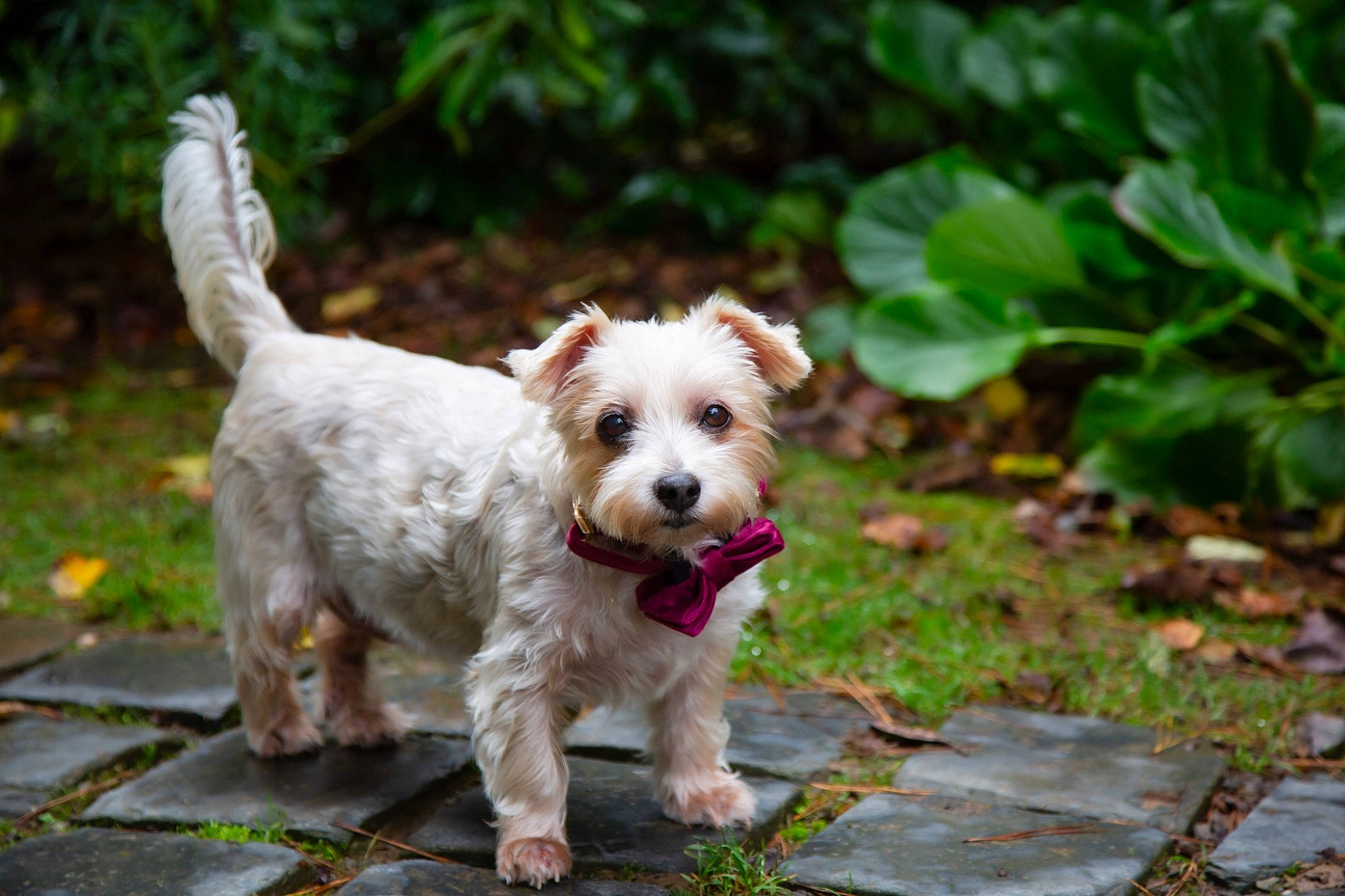 Oscar is registered to the contest to win money with this photo: canidae, carnivore, cockapoo, companion_dog, dog, dog_breed, dog_supply, fawn, grass, groundcover, labradoodle, plant, poodle_crossbreed, small_terrier, snout, soil, sporting_group, terrier, toy_dog, water_dog