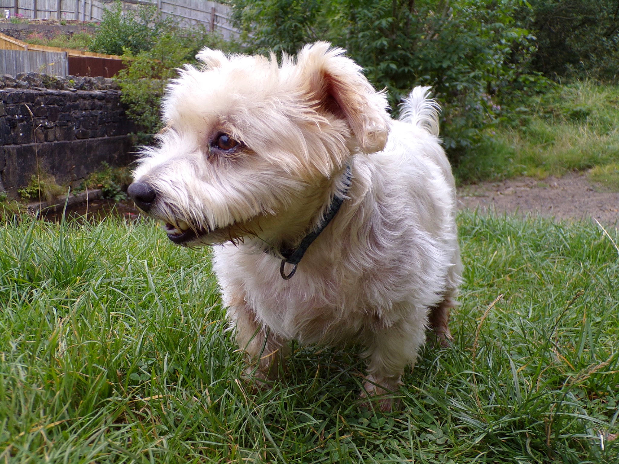 Oscar joined the competition — help win amazing prizes! canidae, carnivore, collar, companion_dog, dog, dog_breed, dog_collar, dog_supply, fawn, grass, maltepoo, plant, small_terrier, snout, sporting_group, tail, terrier, toy_dog, water_dog, working_animal