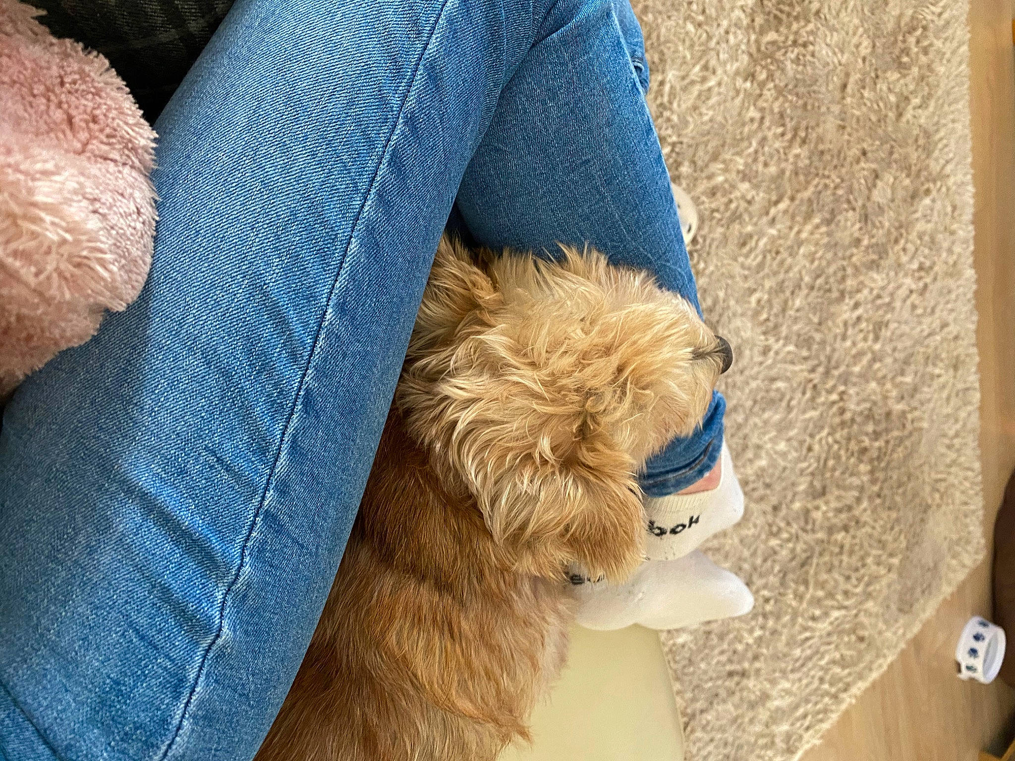 Oscar joined the competition — help win amazing prizes! carnivore, comfort, companion_dog, dog, dog_breed, dog_collar, electric_blue, fawn, flooring, foot, fur, glasses, human_leg, liver, paw, snout, sporting_group, textile, wood, working_animal