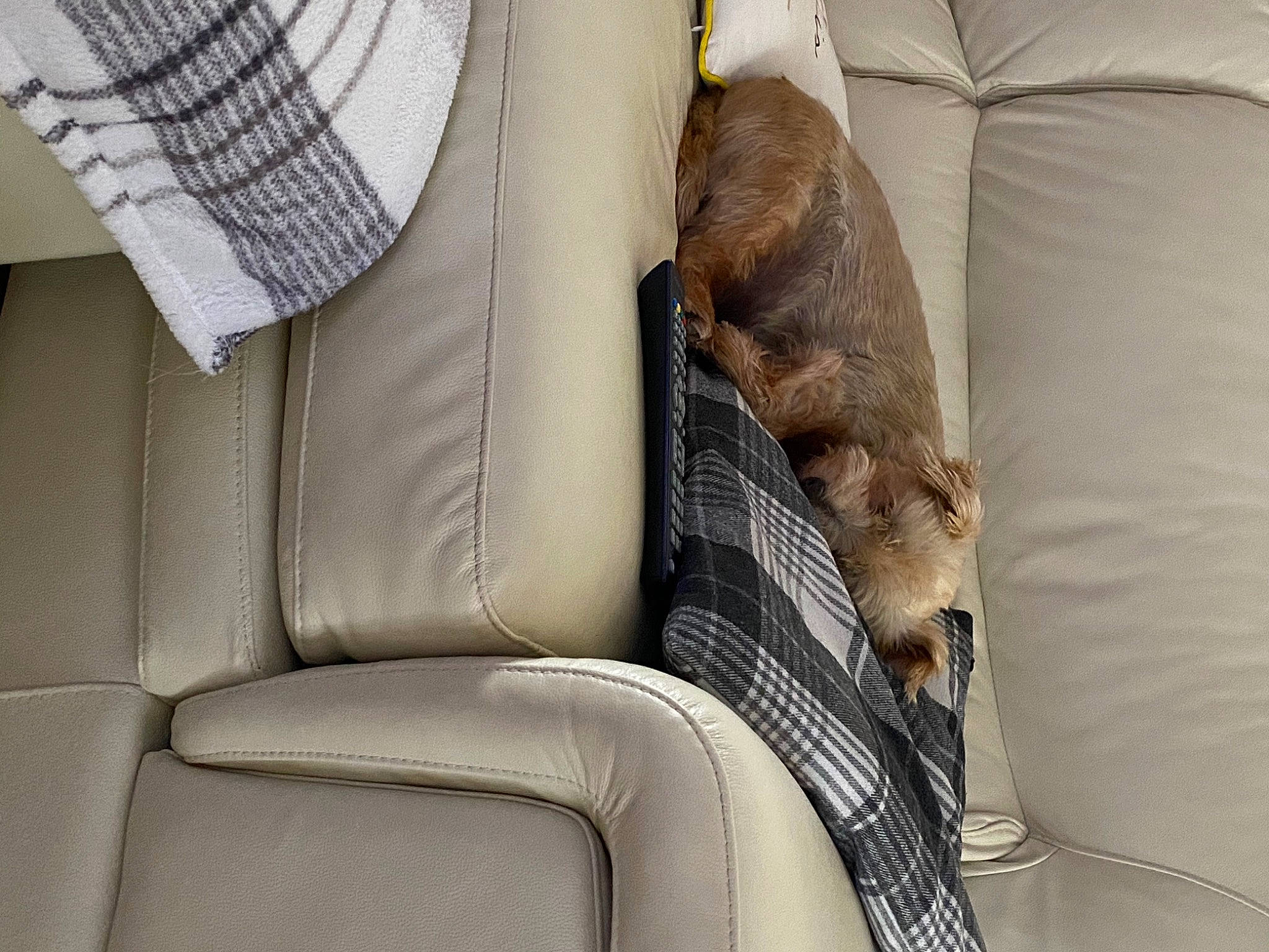 Oscar joined the competition — help win amazing prizes! armrest, canidae, car_seat, car_seat_cover, carnivore, comfort, companion_dog, couch, dog, dog_breed, fur, head_restraint, human_leg, linens, liver, nap, pillow, room, slipcover, throw_pillow