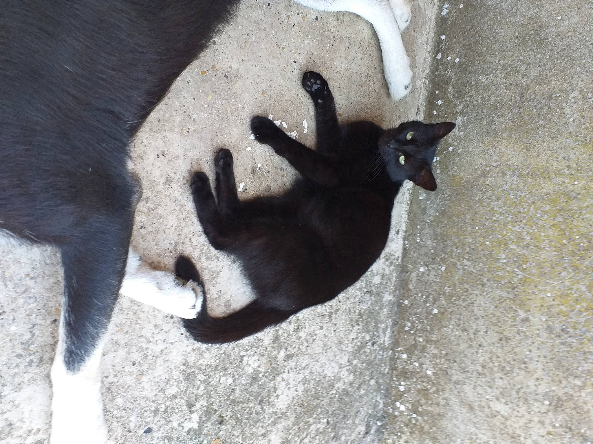 Dalila participe au concours pour gagner de l'argent avec cette photo : canidae, carnivore, cat, claw, dog_breed, fawn, felidae, foot, fur, human_leg, paw, road_surface, shadow, small_to_medium_sized_cats, snout, sporting_group, tail, terrestrial_animal, tints_and_shades, whiskers