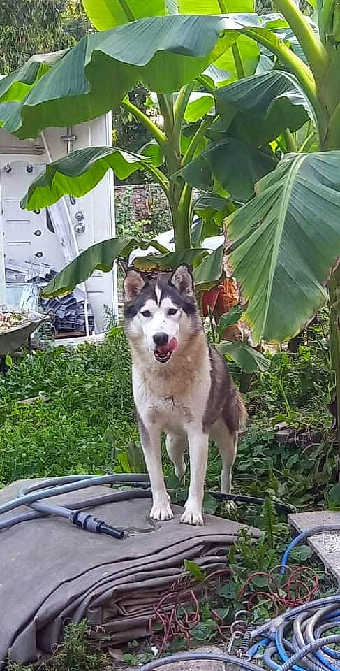 Kira participe au concours pour gagner de l'argent avec cette photo : ancient_dog_breeds, canidae, carnivore, chair, companion_dog, dog, dog_breed, fawn, grass, herb, non_sporting_group, plant, recreation, sled_dog, sporting_group, tail, terrestrial_plant, tree, working_animal, working_dog